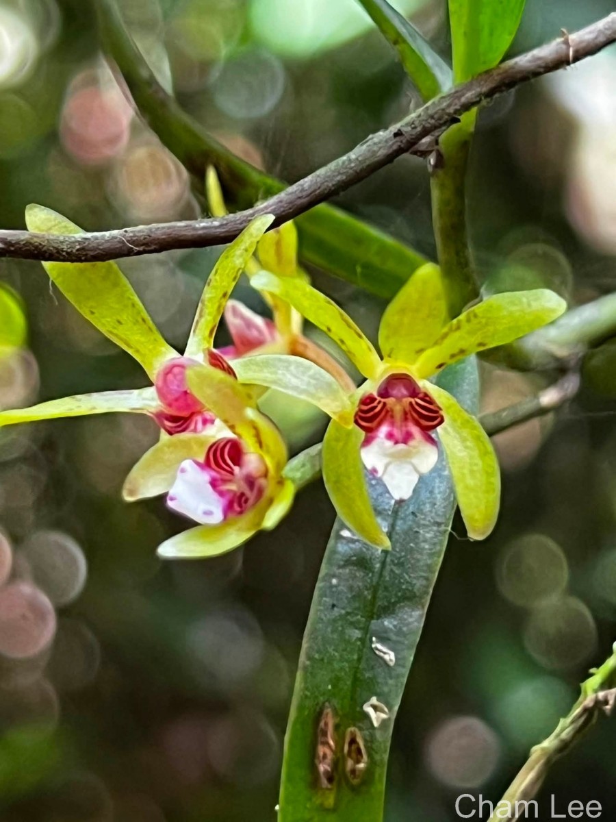 Trichoglottis longifolia Atthan., C.Bandara, N.L.Bandara & Kumar